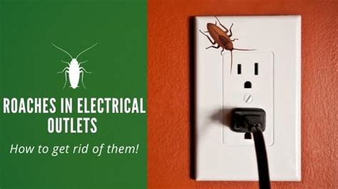 how to insulate electric breaker box for roaches|how to get rid of roaches.